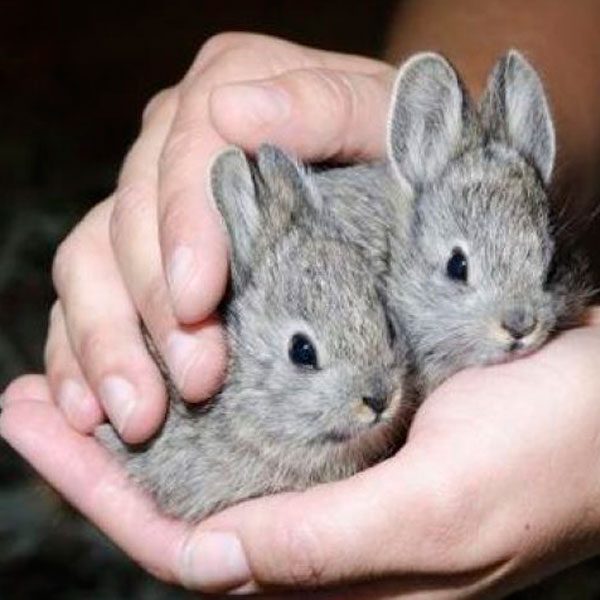 conejitos-enanos-chinchillas